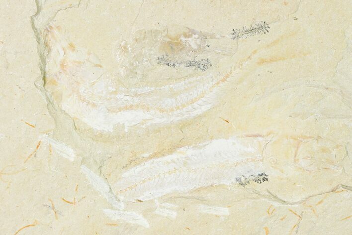 Cretaceous Fossil Fishes (Gaudryella) and Shrimp - Lebanon #162793